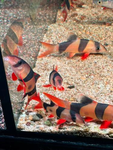 三間魚能長多大：三間鼠魚的體型特征與三間鼠魚的體型特征與生長奧秘
