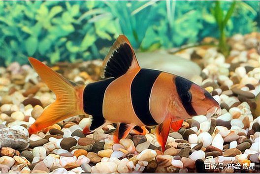 三間魚能長多大：三間鼠魚的體型特征與三間鼠魚的體型特征與生長奧秘