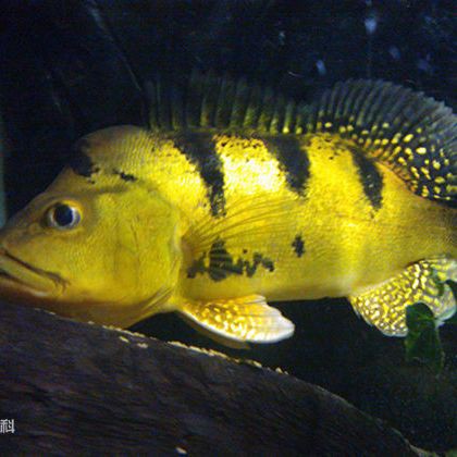 三間魚能長多大：三間鼠魚的體型特征與三間鼠魚的體型特征與生長奧秘