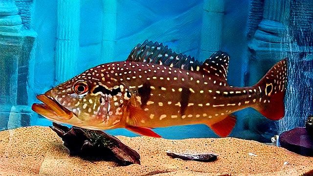 三間魚能長多大：三間鼠魚的體型特征與三間鼠魚的體型特征與生長奧秘