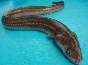 很多小刺的鰻魚是假的嗎：鰻魚“小刺多”的現象及選購技巧及選購技巧及選購技巧