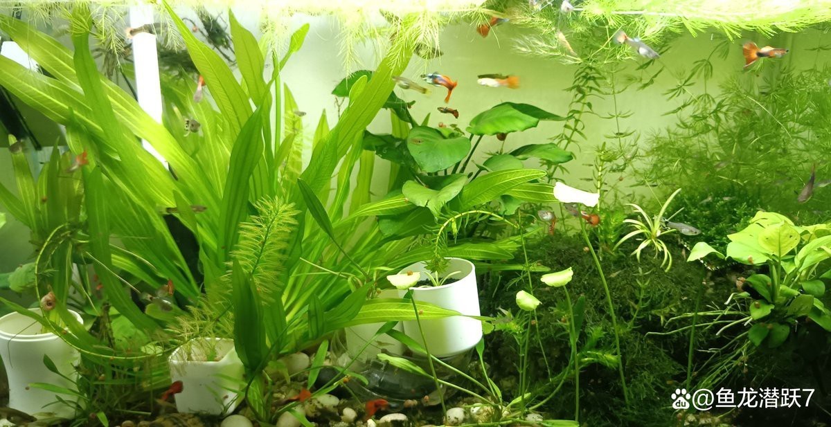 蘭州水族店：蘭州哪家水族店口碑最好