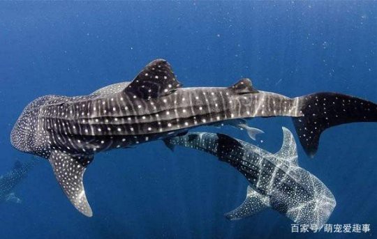 世界上最強的鯊魚排名：世界最強鯊魚排名海洋霸主\