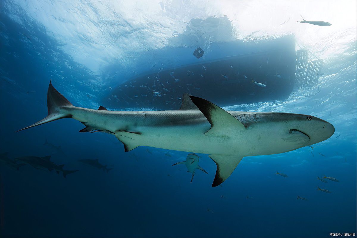 世界上最強的鯊魚排名：世界最強鯊魚排名海洋霸主\