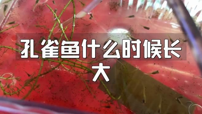 孔雀魚幾個(gè)月開始猛長(zhǎng)：《孔雀魚2月齡成長(zhǎng)對(duì)照表星際的潛水員lucy