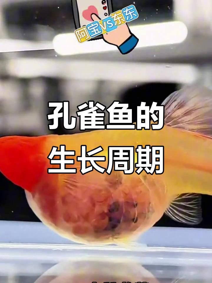 孔雀魚幾個(gè)月開始猛長(zhǎng)：《孔雀魚2月齡成長(zhǎng)對(duì)照表星際的潛水員lucy