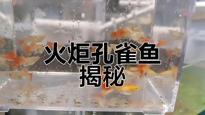孔雀魚(yú)火炬和全紅有什么區(qū)別：孔雀魚(yú)火炬和全紅孔雀魚(yú)在體色、尾型及基因特征上存在差異