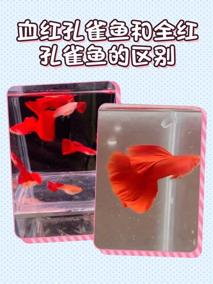孔雀魚(yú)火炬和全紅有什么區(qū)別：孔雀魚(yú)火炬和全紅孔雀魚(yú)在體色、尾型及基因特征上存在差異