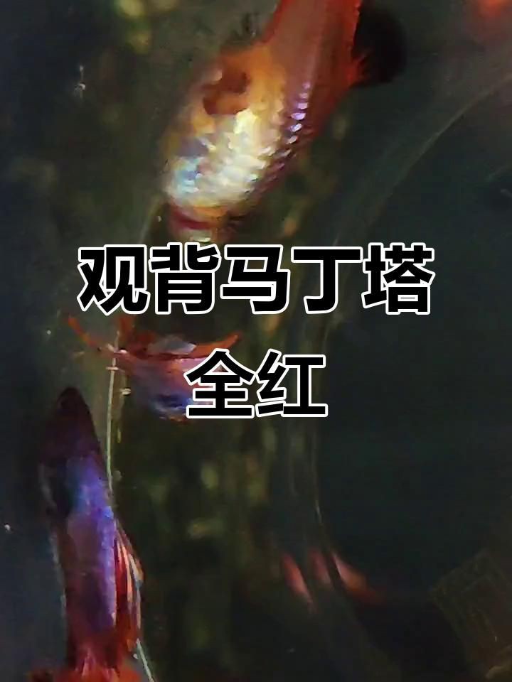 孔雀魚(yú)火炬和全紅有什么區(qū)別：孔雀魚(yú)火炬和全紅孔雀魚(yú)在體色、尾型及基因特征上存在差異