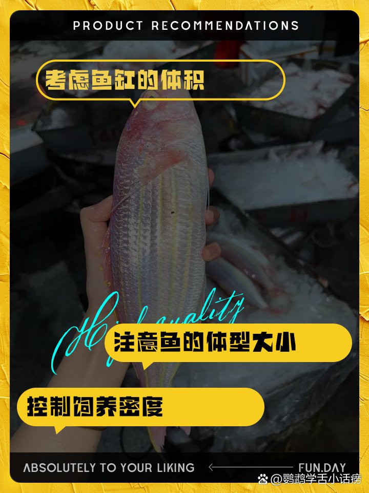 1.2缸建議買幾條魚：1.2米魚缸的飼養密度和搭配建議
