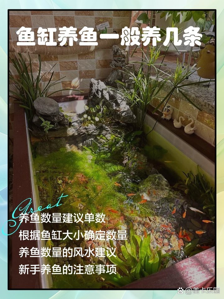 1.2缸建議買幾條魚：1.2米魚缸的飼養密度和搭配建議
