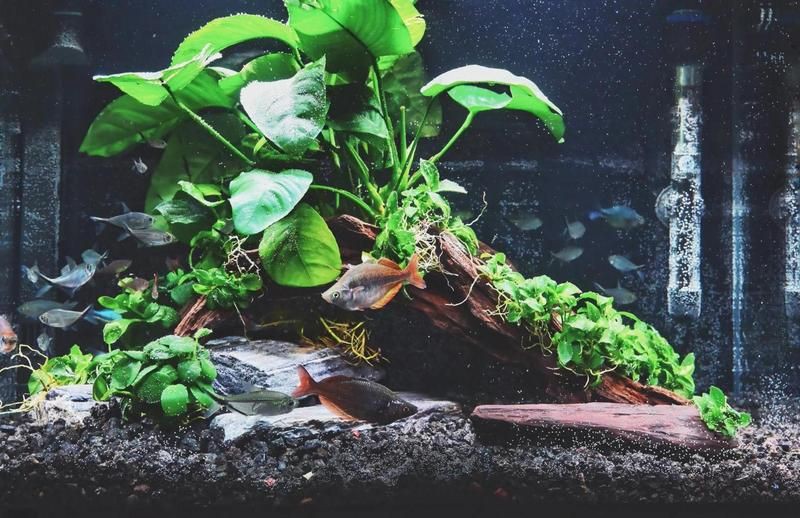 紅尾美人魚和黑尾大勾哪個好養嗎：紅尾美人魚與黑尾大勾的飼養對比分析