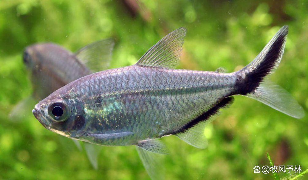 紅尾美人魚和黑尾大勾哪個好養嗎：紅尾美人魚與黑尾大勾的飼養對比分析