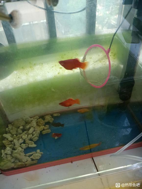 三色牡丹魚是米奇嗎,圖片：三色牡丹魚與米奇魚的基因密碼：三色牡丹魚與米奇魚