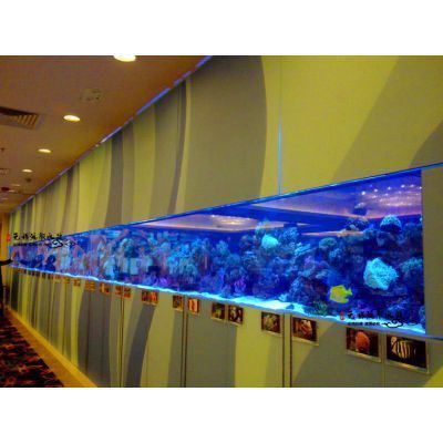 連云港魚缸店：連云港魚缸市場綜合分析