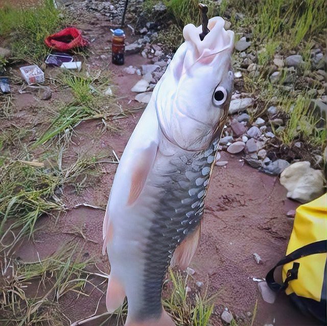 上海忘不了魚多少錢一斤：天價珍饈美食忘不了魚