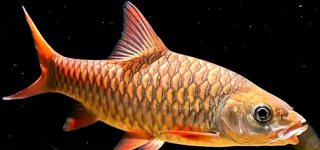 上海忘不了魚多少錢一斤：天價珍饈美食忘不了魚