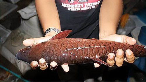 上海忘不了魚多少錢一斤：天價珍饈美食忘不了魚