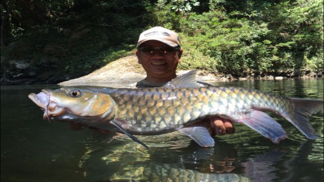 上海忘不了魚多少錢一斤：天價珍饈美食忘不了魚
