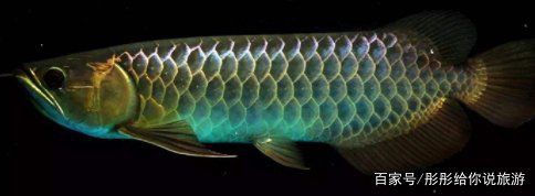 如何判斷風水魚是否健康？：判斷風水魚（如龍魚）的健康狀況需綜合觀察體表特征、行為表現及環境因素