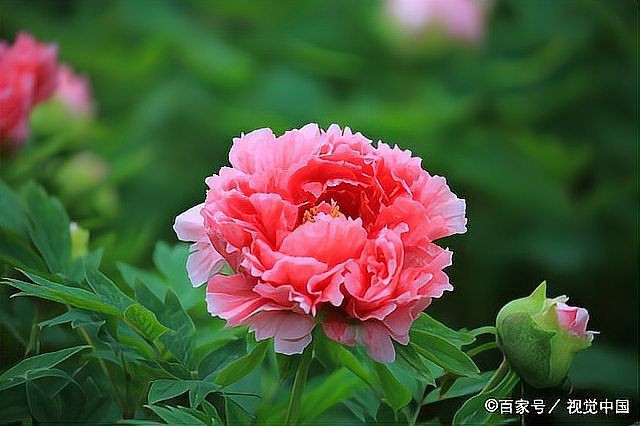 牡丹和魚的詩句:牡丹與魚的美麗詩句 龍魚百科 第3張 牡丹和魚的詩句:牡丹與魚的美麗詩句 牡丹和魚的詩句:牡丹與魚的美麗詩句 龍魚百科 第3張