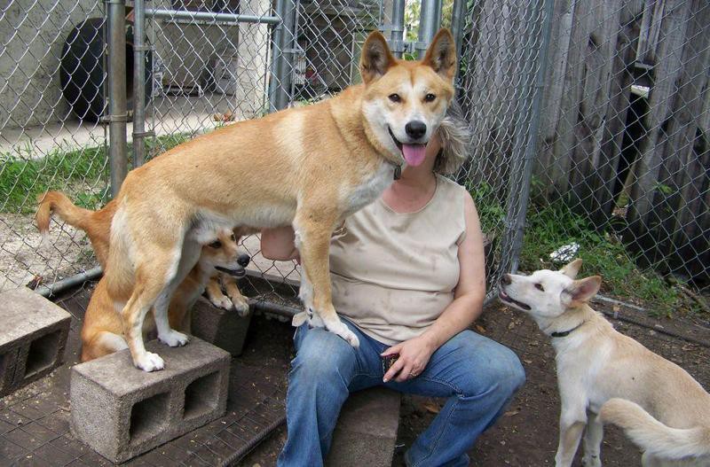 東南亞有狼嗎：東南亞地區是否存在狼的問題