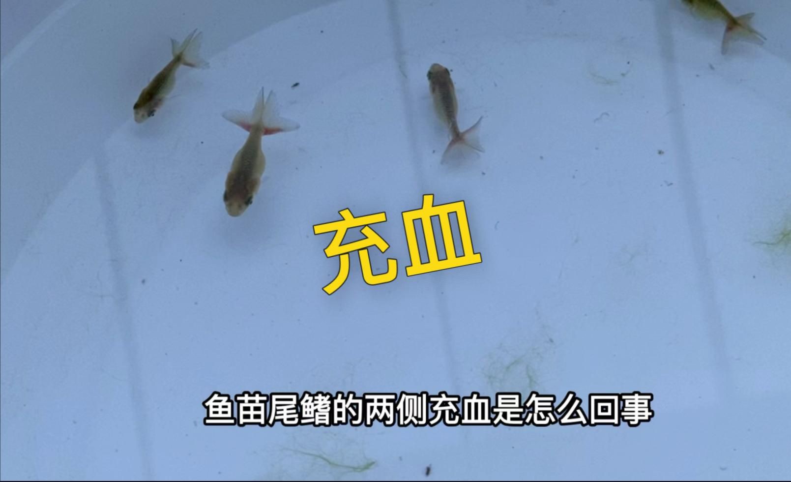 有哪些預防金魚鰭充血的方法？：錦之鯉,00:50魚鰭充血的常見原因及應對方法
