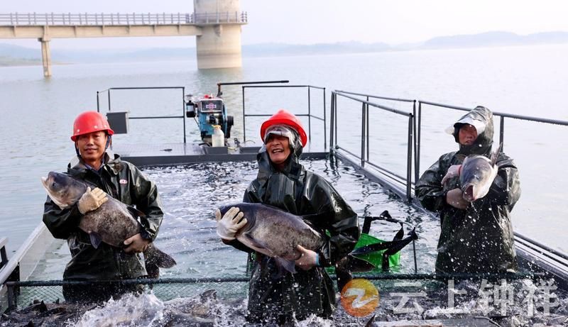 荊門魚缸批發市場：荊門魚缸批發市場分析