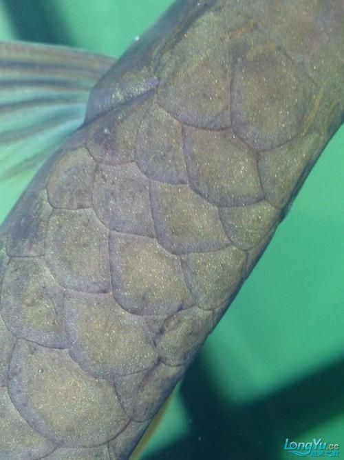 提供幾張龍魚鱗片發黑的圖片：——鱗片發黑問題