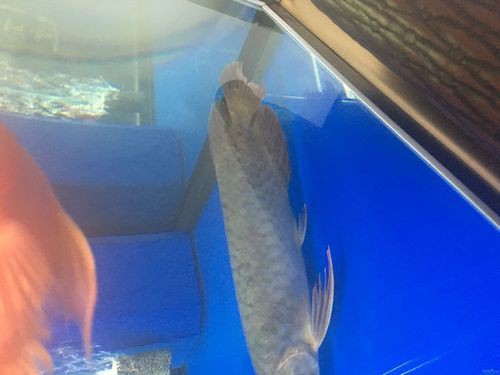 提供幾張龍魚鱗片發黑的圖片：——鱗片發黑問題