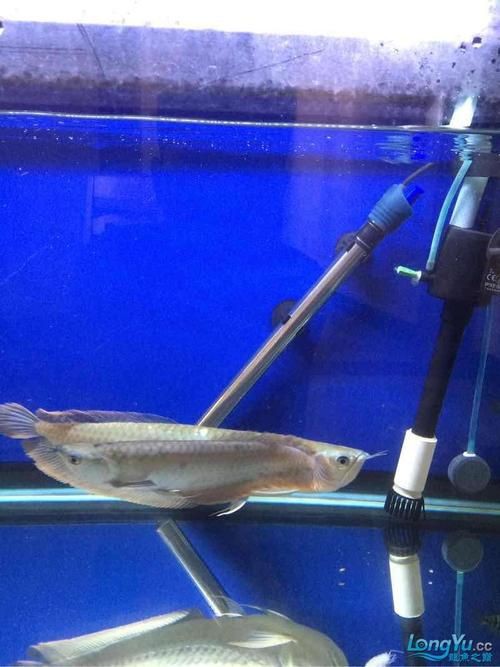 提供幾張龍魚鱗片發黑的圖片：——鱗片發黑問題