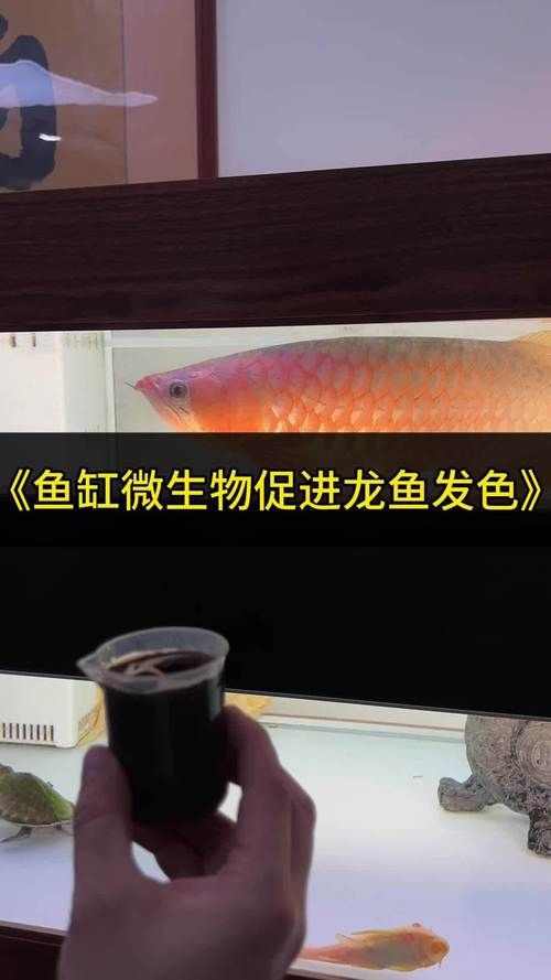 提供幾張龍魚鱗片發黑的圖片：——鱗片發黑問題