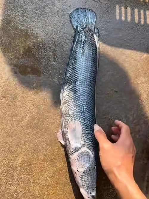 提供幾張龍魚鱗片發黑的圖片：——鱗片發黑問題