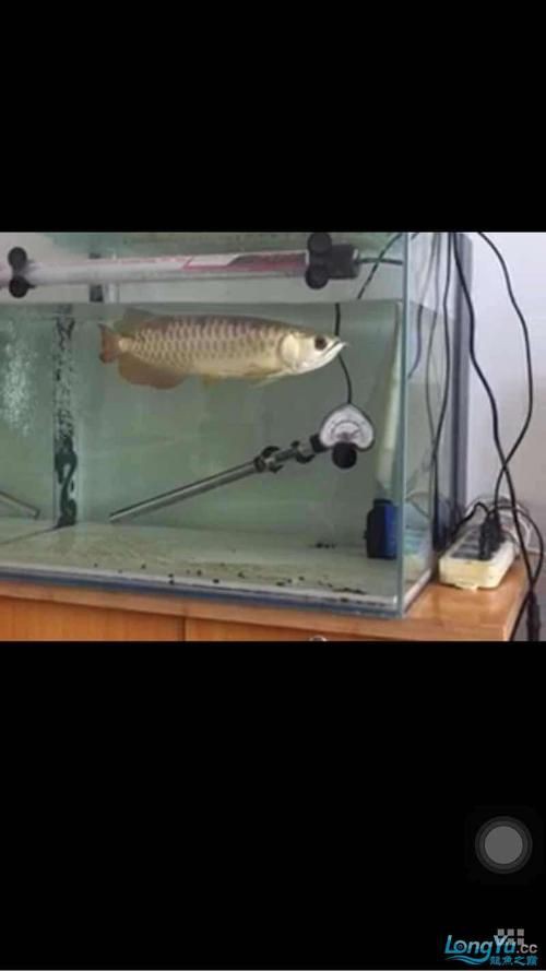 提供幾張龍魚鱗片發黑的圖片：——鱗片發黑問題