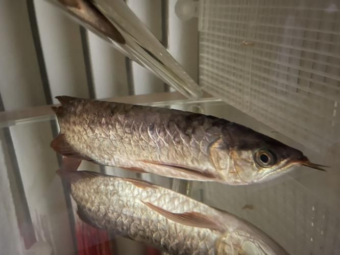 提供幾張龍魚鱗片發黑的圖片：——鱗片發黑問題