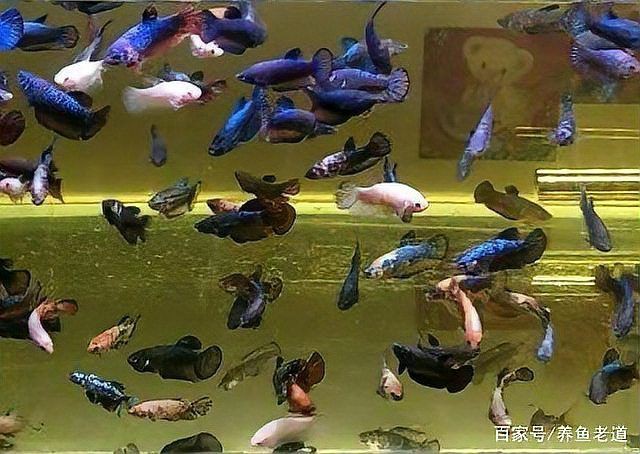 母孔雀魚身體突然變黑：【孔雀魚身上的黑斑是病了嗎】