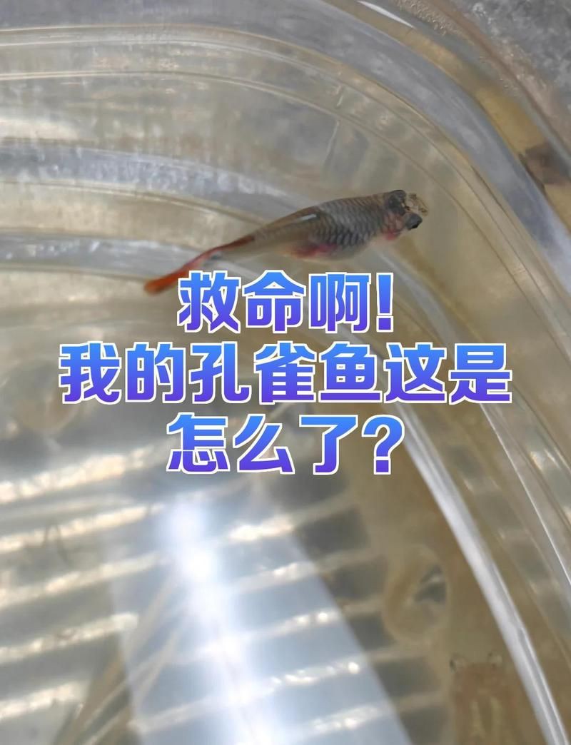 母孔雀魚身體突然變黑：【孔雀魚身上的黑斑是病了嗎】