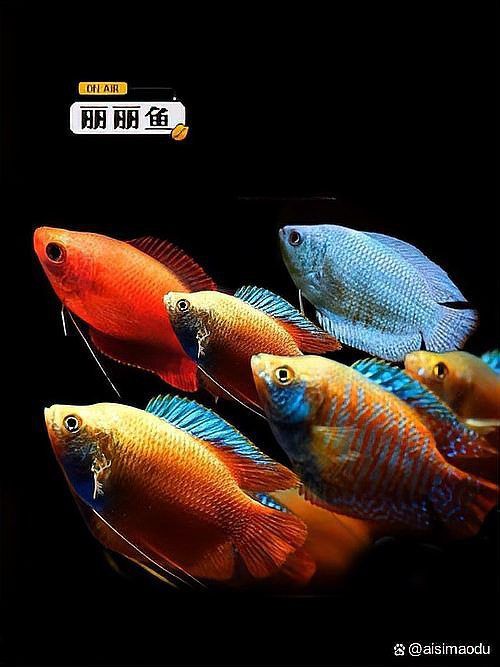 麗麗魚為什么不建議養:麗麗魚為什么不建議養老王聊寵物麗麗魚為什么不建議養老王聊寵物 龍魚百科 第7張 麗麗魚為什么不建議養:麗麗魚為什么不建議養老王聊寵物麗麗魚為什么不建議養老王聊寵物 麗麗魚為什么不建議養:麗麗魚為什么不建議養老王聊寵物麗麗魚為什么不建議養老王聊寵物 龍魚百科 第7張
