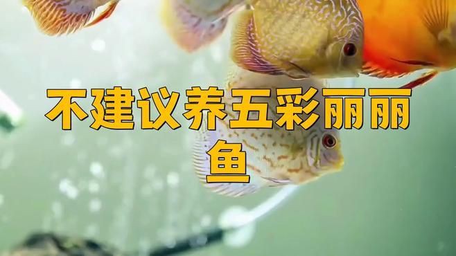 麗麗魚為什么不建議養:麗麗魚為什么不建議養老王聊寵物麗麗魚為什么不建議養老王聊寵物 龍魚百科 第2張 麗麗魚為什么不建議養:麗麗魚為什么不建議養老王聊寵物麗麗魚為什么不建議養老王聊寵物 麗麗魚為什么不建議養:麗麗魚為什么不建議養老王聊寵物麗麗魚為什么不建議養老王聊寵物 龍魚百科 第2張
