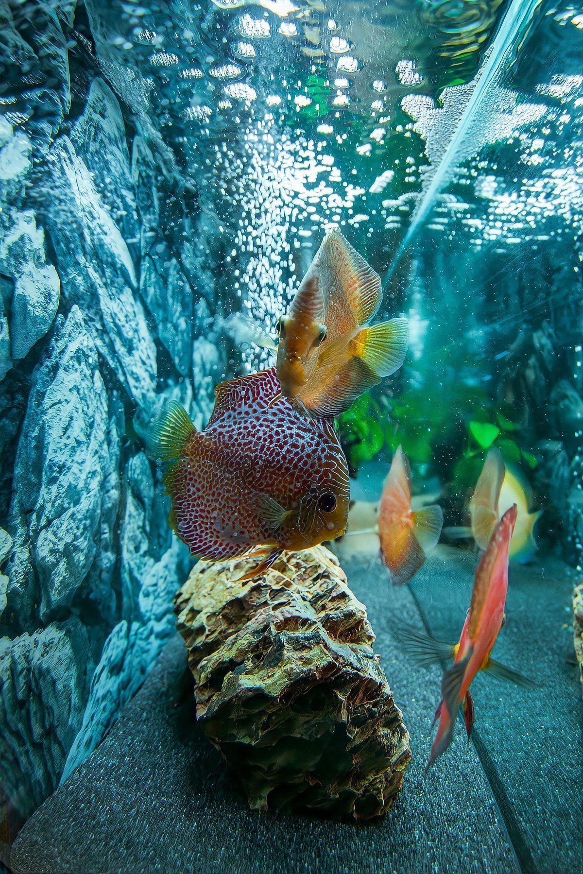 麗麗魚為什么不建議養:麗麗魚為什么不建議養老王聊寵物麗麗魚為什么不建議養老王聊寵物 龍魚百科 第9張 麗麗魚為什么不建議養:麗麗魚為什么不建議養老王聊寵物麗麗魚為什么不建議養老王聊寵物 麗麗魚為什么不建議養:麗麗魚為什么不建議養老王聊寵物麗麗魚為什么不建議養老王聊寵物 龍魚百科 第9張