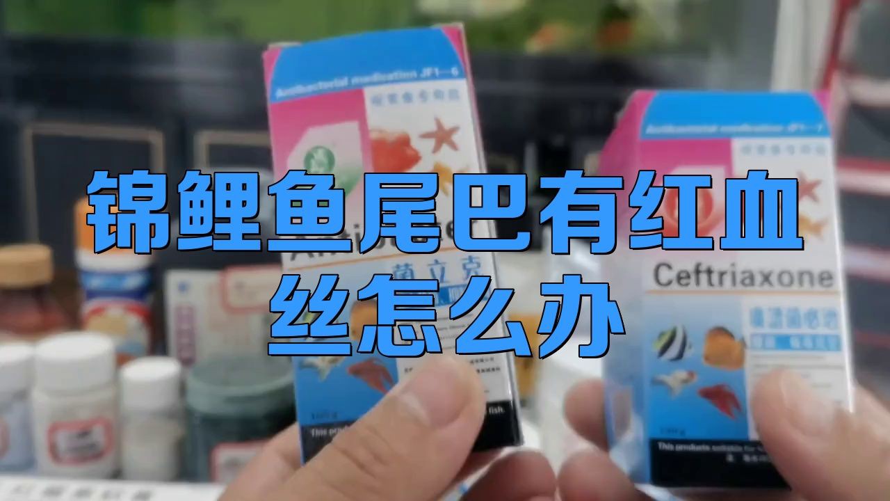 如何預防魚尾再次充血？：泰獅尾巴充血怎么辦牧場之星展開通過以上綜合管理 如何預防魚尾再次充血？：泰獅尾巴充血怎么辦牧場之星展開通過以上綜合管理 龍魚百科 第6張