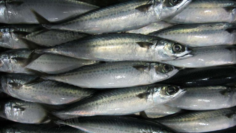 三種人不宜吃青花魚：青花魚雖富含優(yōu)質(zhì)蛋白、omega-3類人群不能吃青花魚