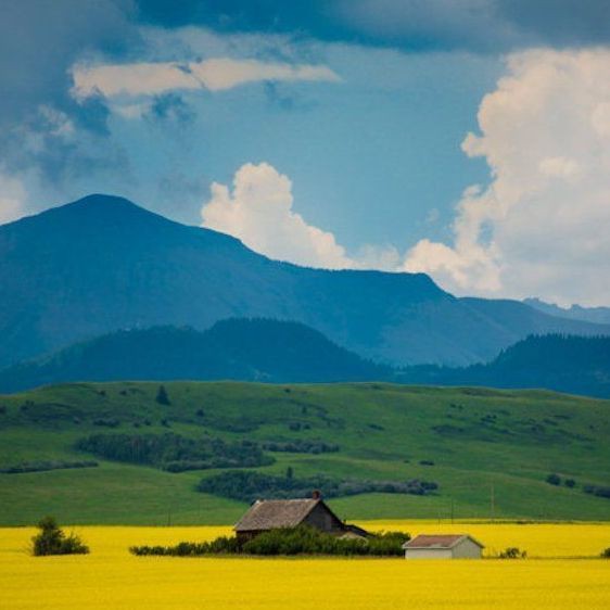 屬豬人永遠最旺的擺件：家居風水之豬擺件