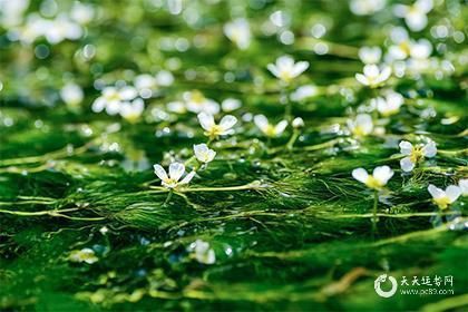 屬豬人永遠最旺的擺件：家居風水之豬擺件