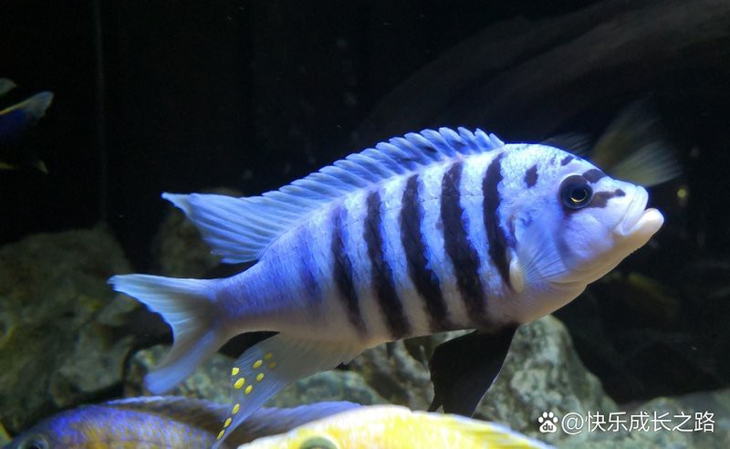 三湖慈鯛魚能長多大：三湖慈鯛的養(yǎng)殖技術(shù)