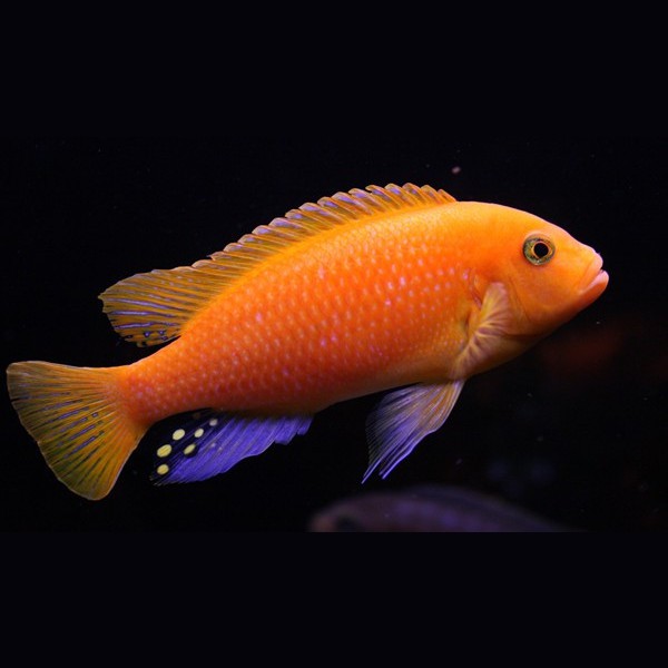 三湖慈鯛魚能長多大：三湖慈鯛的養(yǎng)殖技術(shù)