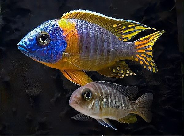 三湖慈鯛魚能長多大：三湖慈鯛的養(yǎng)殖技術(shù)