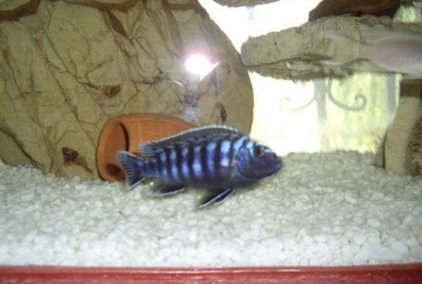 三湖慈鯛魚能長多大：三湖慈鯛的養(yǎng)殖技術(shù)