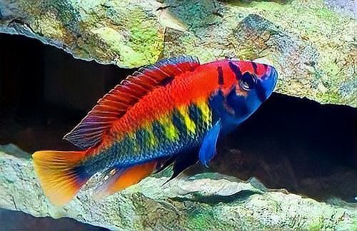 三湖慈鯛魚能長多大：三湖慈鯛的養(yǎng)殖技術(shù)