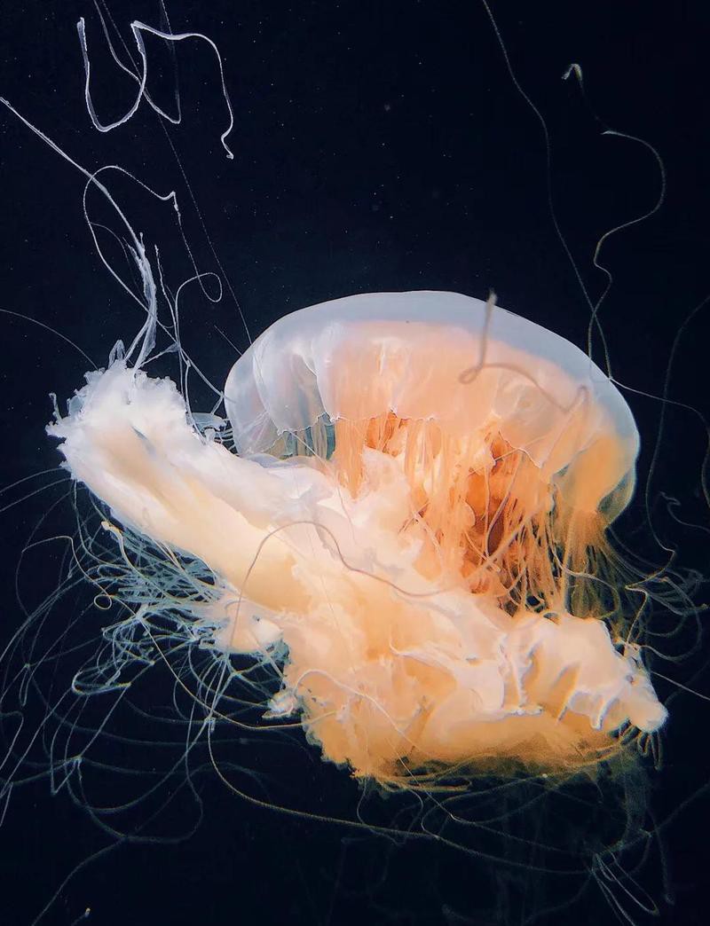 雙流水族店：*《雙流水族店》*，雙流水族店 雙流水族店：*《雙流水族店》*，雙流水族店 全國水族館企業(yè)名錄 第1張